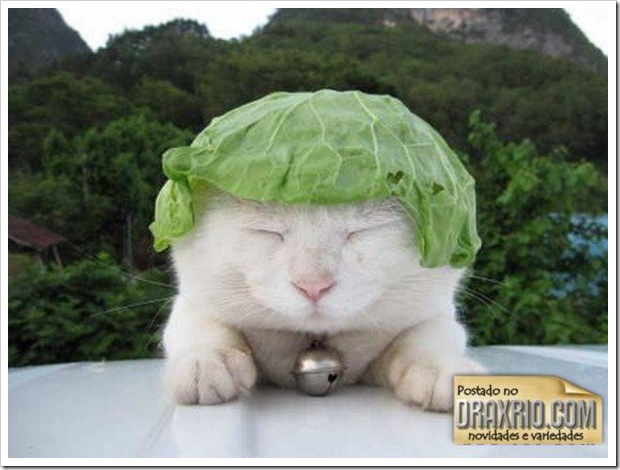 sleeping_cat_01
