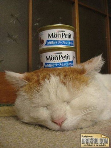 [sleeping_cat_52[4].jpg]