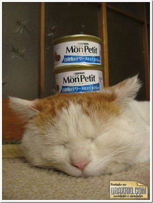 sleeping_cat_52
