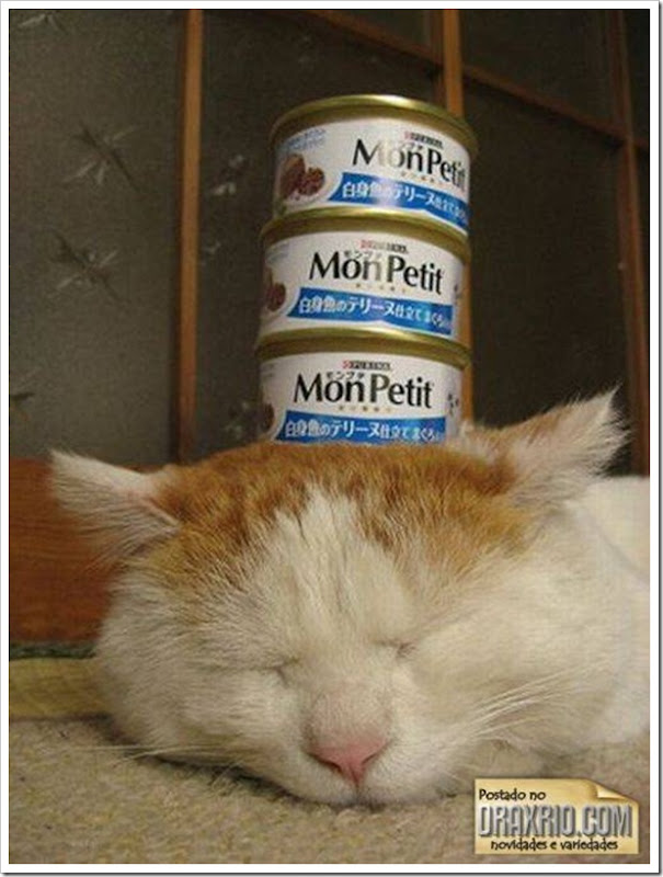 sleeping_cat_53