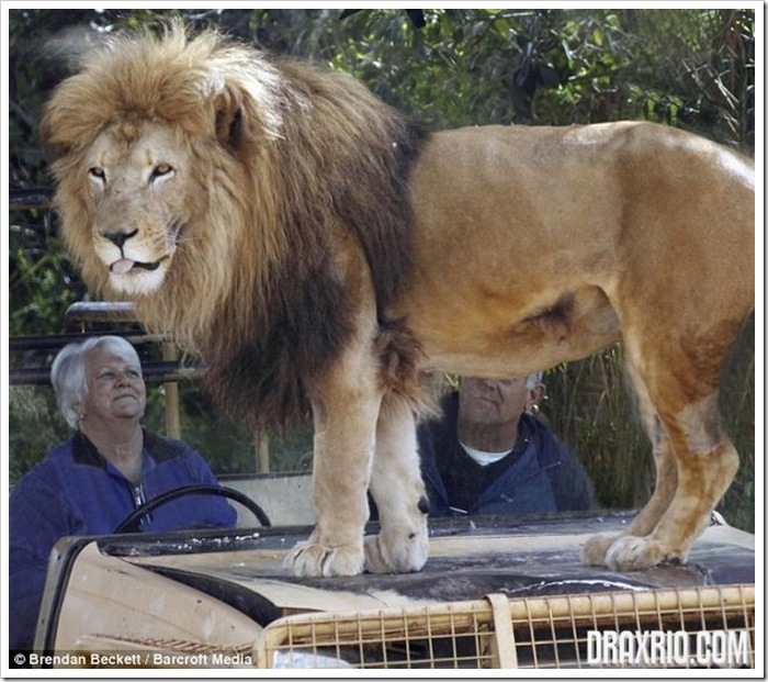 lion_glass_cage_06