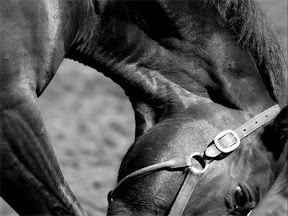 From my "Horses" collection. See more & download wallpaper versions of this image here: http://www.TripodGirl.com/horses.php From my "Horses" collection. See more & download wallpaper versions of this image here: http://www.TripodGirl.com/horses.php