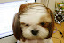 Nice haircut - He looks like Donald Trump.