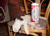 Drunk cat - Kitty started to steal beer from fridge...