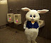 Easter rabbit - Confused or drunk? You decide.