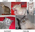 Cats rule - Creepy - bored - mad - shocked - chillin. Wide range of emotions.