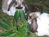 Weed rabbits - Who sold them that stuff?