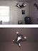 Flying kitten - New specie or unexplained mystery?