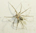 Large spider - I found it under my pillow.