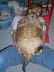 Fatty - It more looks like a hairy balloon.