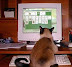 Cat playing solitare - Cats are getting smarter and smarter each year.
