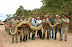 Huge snake - The longest snake ever was found in Southeast Asia in 1912. It was 10 m (32 ft 9.5 in) long.