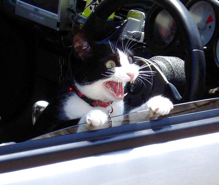 Shocked cat - He probably saw something terrifying.