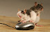 Threesome - The mouse in the middle appears to be enjoying it.