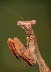 Praying mantis - Oh - yes - he's cute.