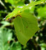 Leaf bug - Insect doing its best imitation of a leaf.