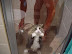 Cute kittens rule - Have you ever seen a more pitiful expression?