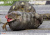 Big dinner - Python swallowed an ewe.