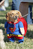 Superdog - Don't leave your dog out of the party! You can dress your dog up in style!