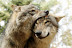 Wolves - That's how they show love to each other.