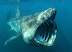 Creepy creature - The basking shark is the second largest fish in the world - second only to another filter feeder - the whale shark.