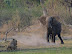 Peeking elephant - Hey - can we get a little privacy here?