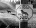 German shepherd - He is faster than you.