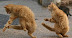 Dancing cats - Feel the power - feel the beat! Faster rhythm - rising heat! Music pulsing - rhythms meet - dancer shimmies on her feet!