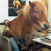 Ponyride - It's amazing seeing how women look without their makeup.