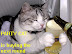 Party cat - ...is buying the next round.