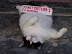 Do not disturb - He's not tired. He's just lazy.