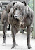Muscular dog - I'd like to see it run. I bet it's a beast once it gets going.