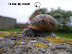 War snail - To war - my steed!