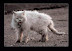 Psychotic kittah - It's actually quite normal cat but it has these creepy mood swings from time to time...