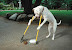 Smart dog - I hope this catches on - there are some horse-size dogs in my neighborhood.