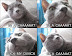 I'm a CAAAT - Check out the singing shark too.