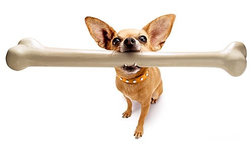 Puppy - Average size puppy with a king size bone.
