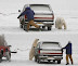 Polar bear photo trouble - Seems that the photographer forgot to pay to his model.