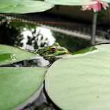 Teich und Fische