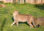  cheetah