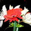 DSCN4525.JPG