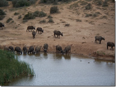 12-02-2009 014 Addo Elephant National Park
