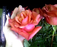 roses01