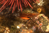 Santa_Cruz_August_2009_3313.JPG