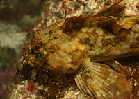 Anacapa_Photo_Cert_August_2009_3522.JPG