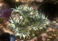 Santa_Cruz_August_2009_3314.JPG
