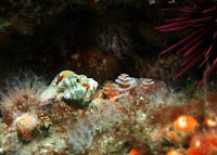 Anacapa_Photo_Cert_August_2009_3590.JPG