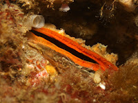 IMG_4785.JPG