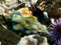 IMG_4946.JPG