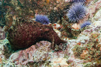 anacapaJuly2010-4.jpg